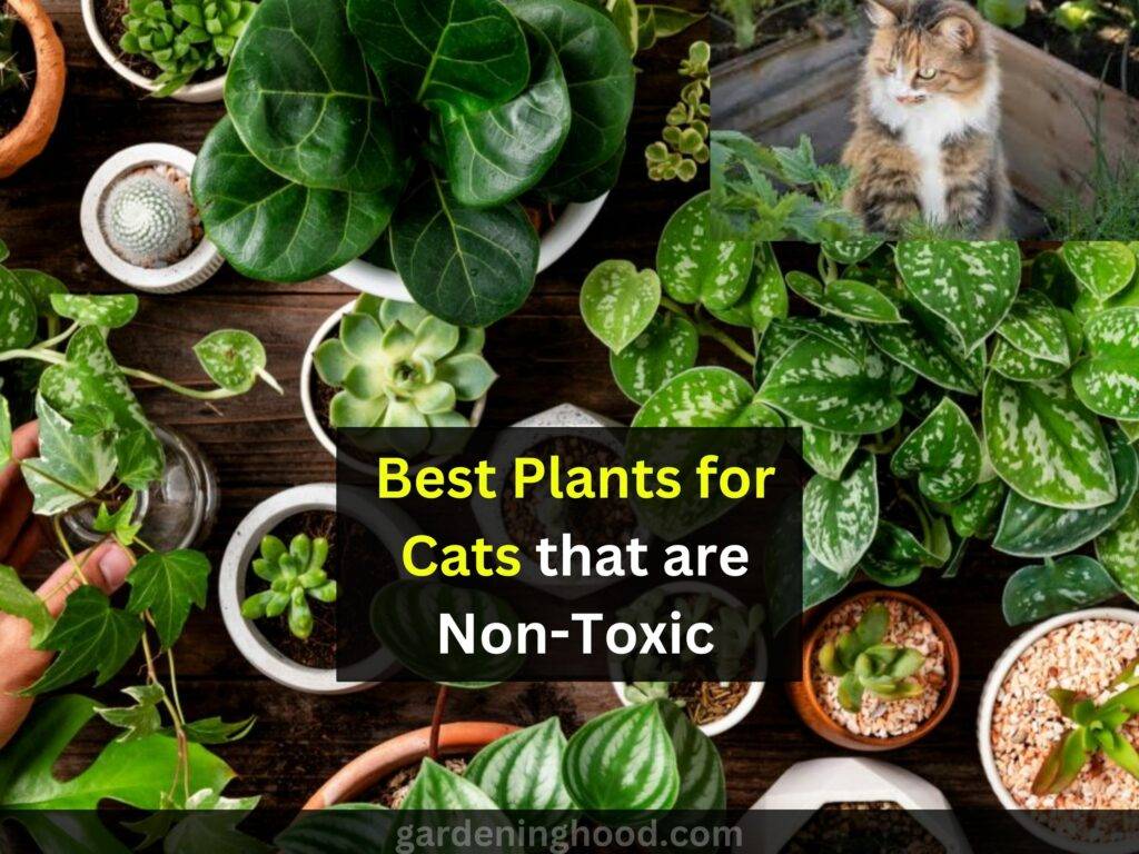 best plants for cats
