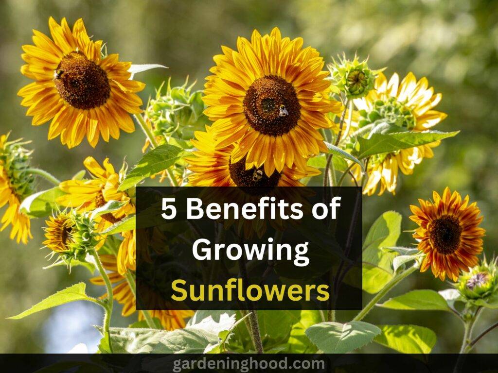 5 Benefits of Growing Sunflowers