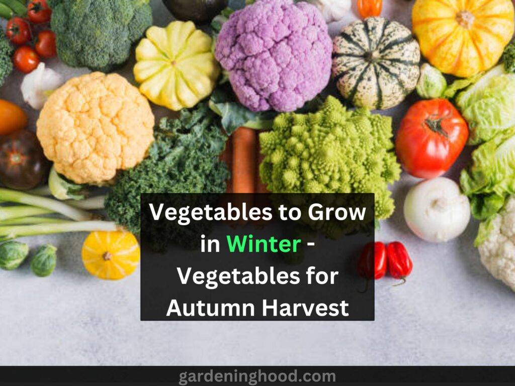 Vegetables to Grow in Winter - Vegetables for Autumn Harvest