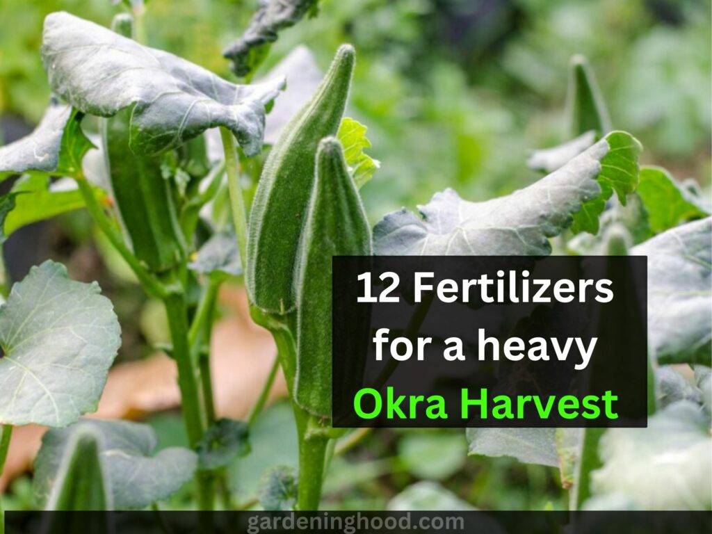 12 Fertilizers for a heavy Okra Harvest